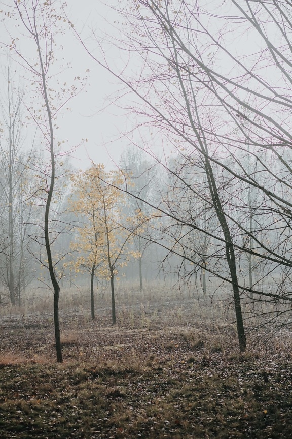 Kälte, Herbst, Nebel, Wald, Bäume, Struktur, Landschaft, Holz, Ast, Natur