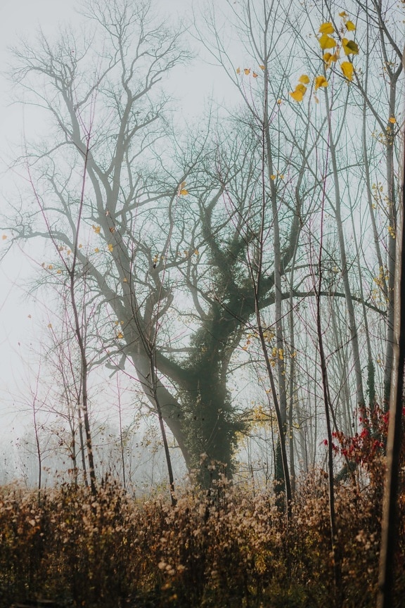 туман, лес, деревья, осень, пейзаж, дерево, дерево, ветка, природа, лист