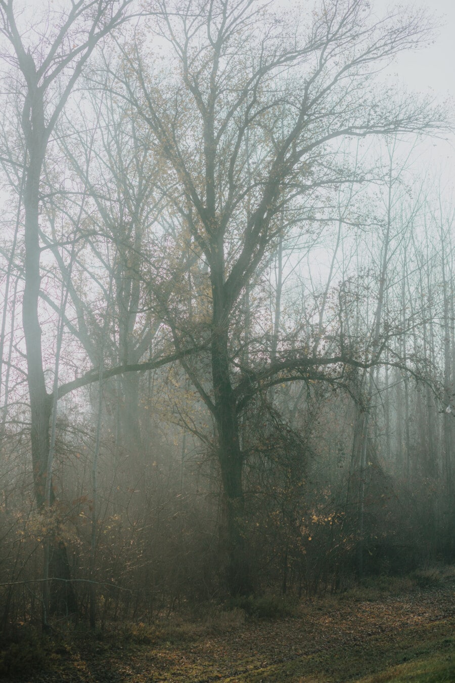 fog, forest, sunrise, sunrays, autumn season, dawn, winter, mist, tree, trees