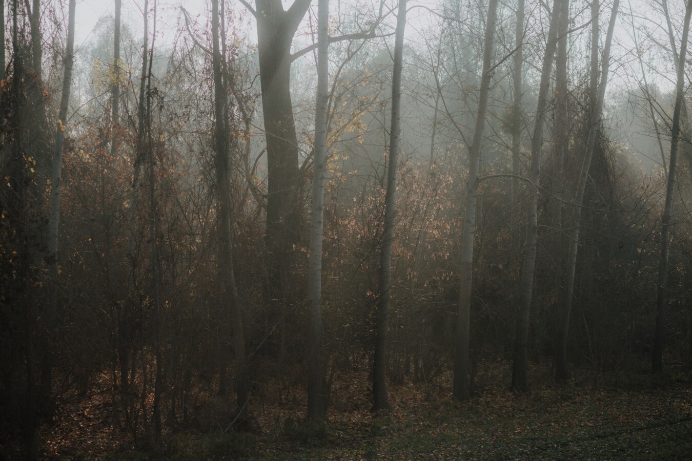 forest, foggy, autumn, shadow, dawn, birch, mist, wood, tree, landscape