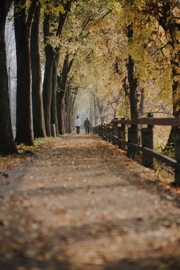 walking, person, autumn, walkway, alley, road, fence, tree, trees, landscape
