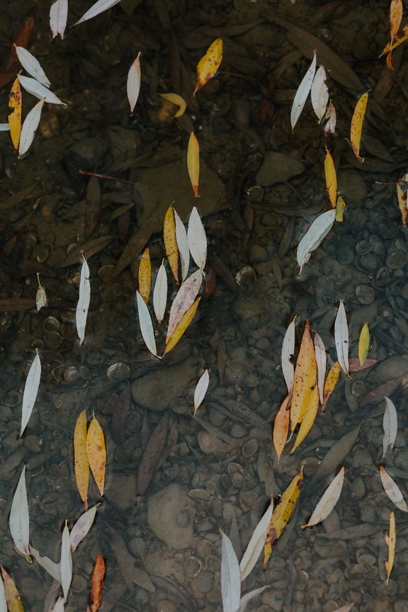 hojas amarillas, flotando, bajo el agua, nivel de agua, barro, naturaleza, llama, hoja, hojas, agua