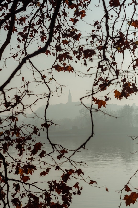 church tower, distance, fog, branches, mist, autumn, trees, tree, branch, leaf