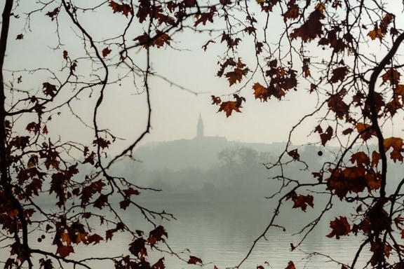 church tower, distance, fog, branches, autumn season, yellowish brown, yellow leaves, tree, plant, branch