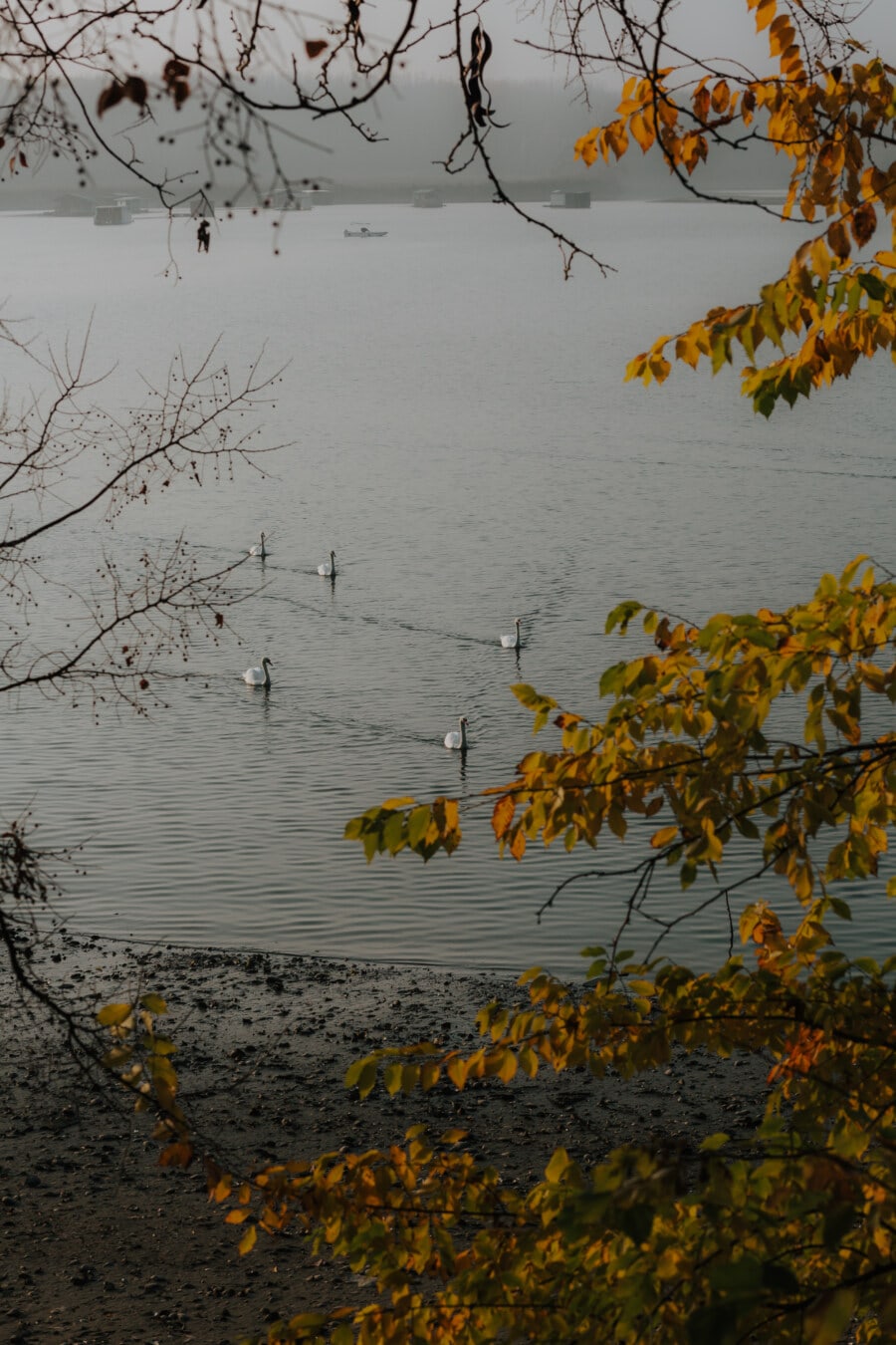 au bord du lac, brouillard, oiseaux, troupeau, cygne, automne, arbre, eau, nature, Lac