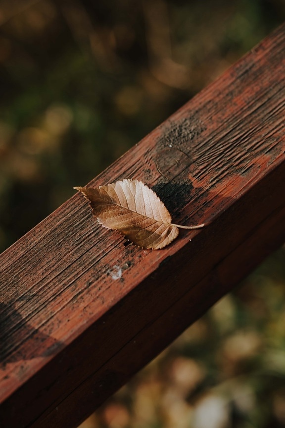 yellowish brown, dry, autumn season, fence, wooden, wood, nature, leaf, color, outdoors
