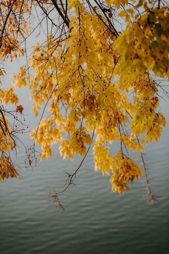 yellow leaves, leaf, yellowish brown, branches, branchlet, yellow, plant, tree, nature, leaves