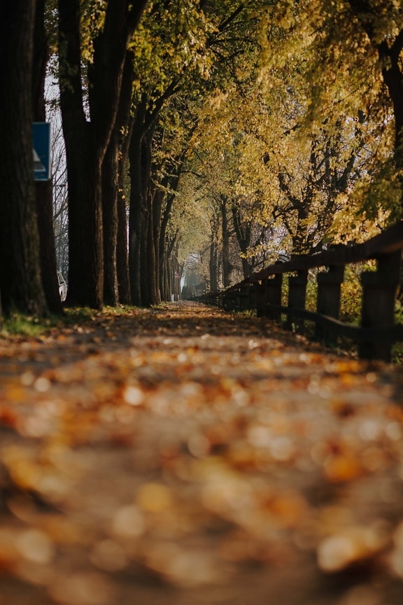 aleja, izbliza, cesta, nogostup, jesen, park, jesen, list, drvo, krajolik