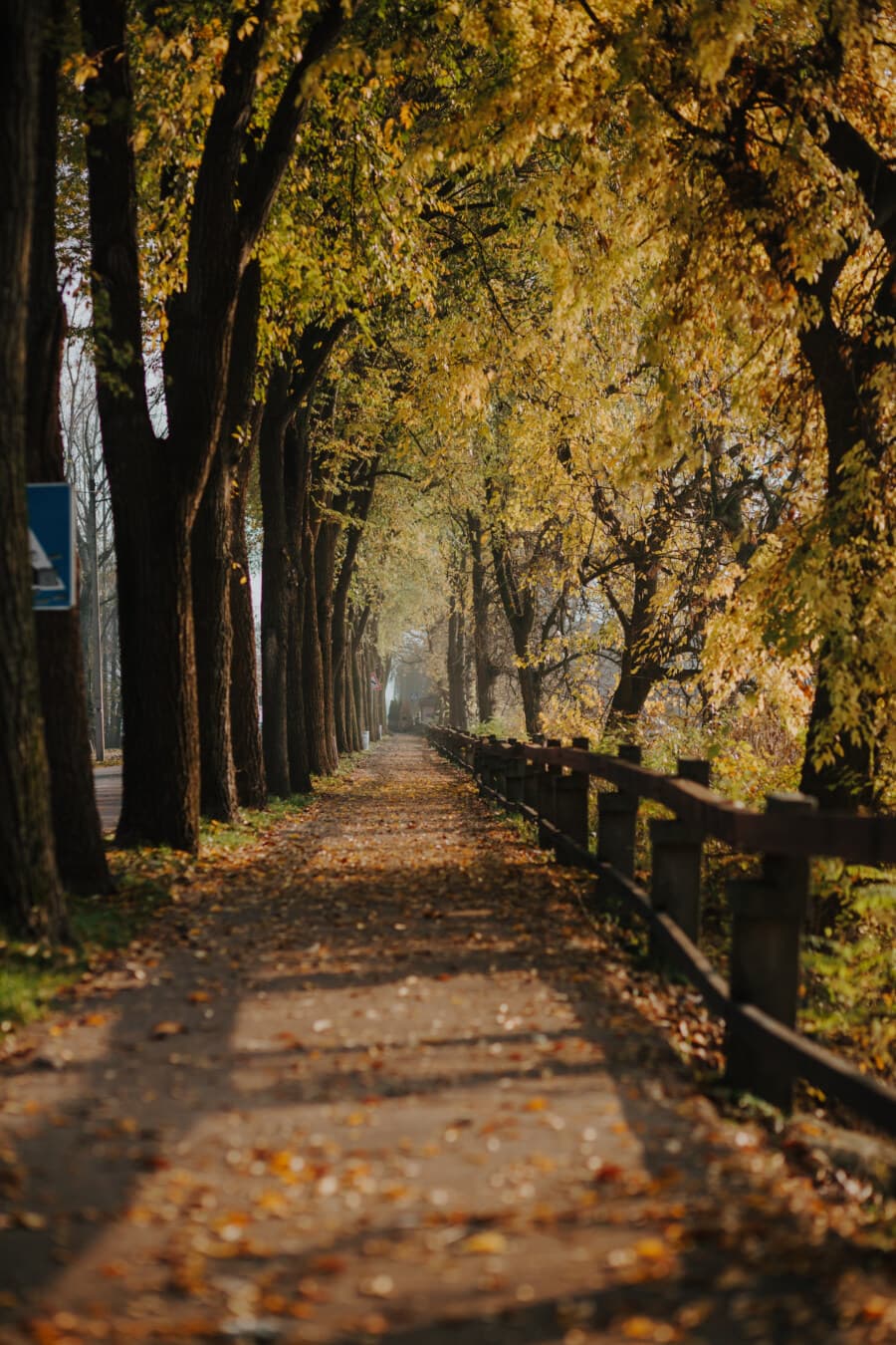 alley, road, walkway, fence, branches, autumn, landscape, tree, trees, park