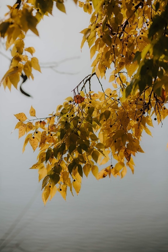 gule blade, efterår, tåge, grene, blade, træ, gul, blad, lyse, gren