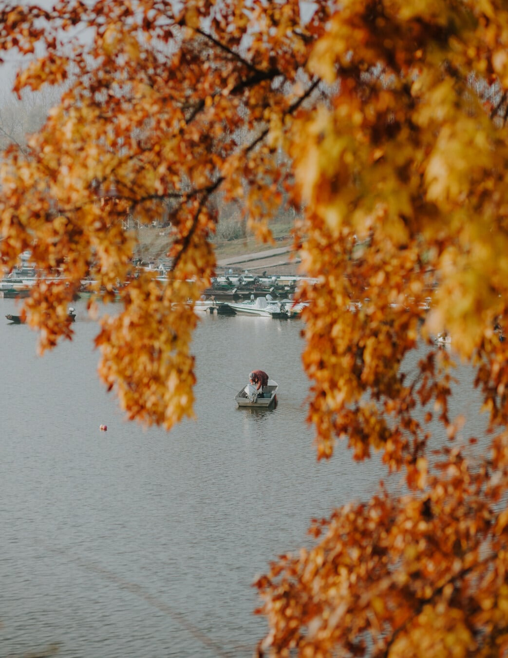гавані, осінній сезон, оранжево-жовтий, листя, гілки, Lakeside, човни, лист, Клен, осінь