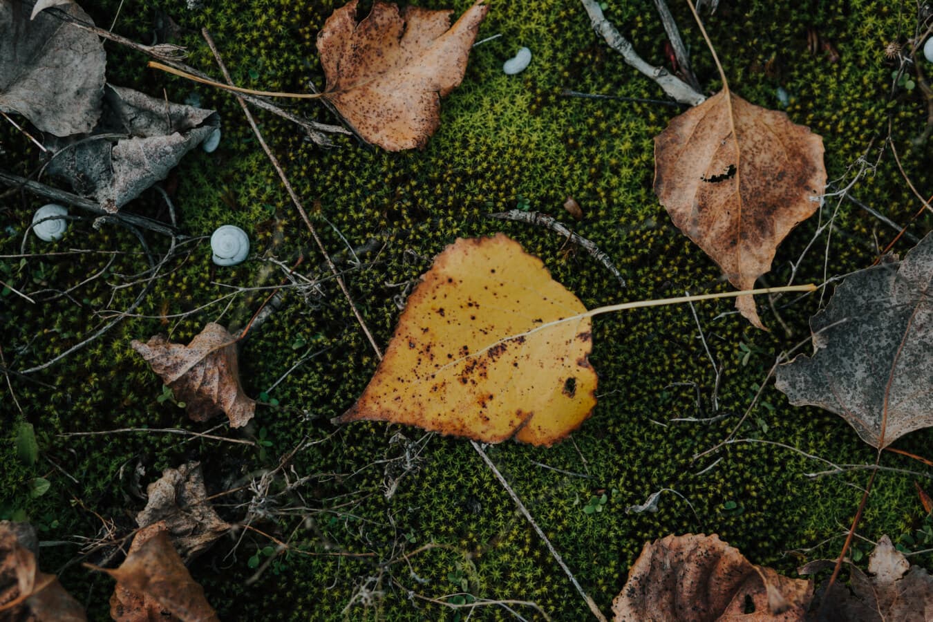 lichen, moss, yellow leaves, leaf, autumn season, ground, snails, nature, flora, color