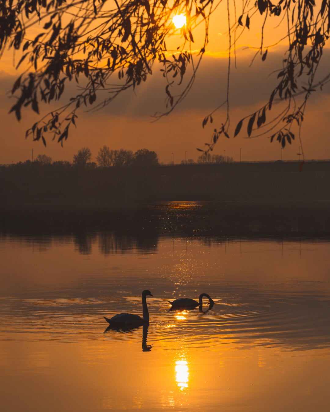 sunset, silhouette, swan, landscape, shadow, backlight, sunlight, lake, nature, dawn