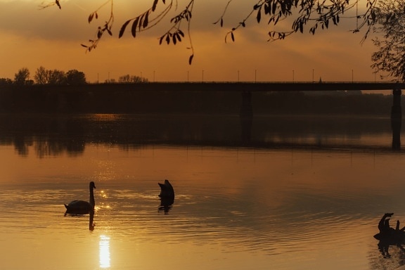 silhouette, swan, sunset, colors, orange yellow, dawn, lake, reflection, bird, sun