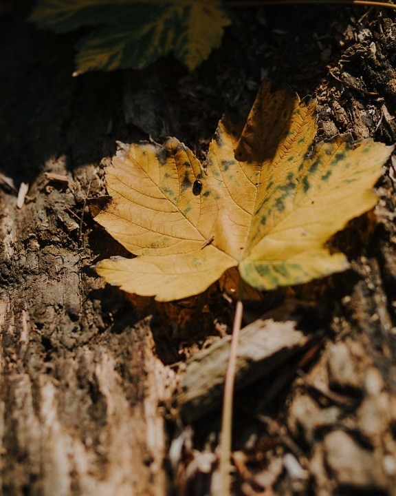 brun clair, érable, automne, arbre, feuilles jaunes, cortex, feuille, saison, nature, feuilles