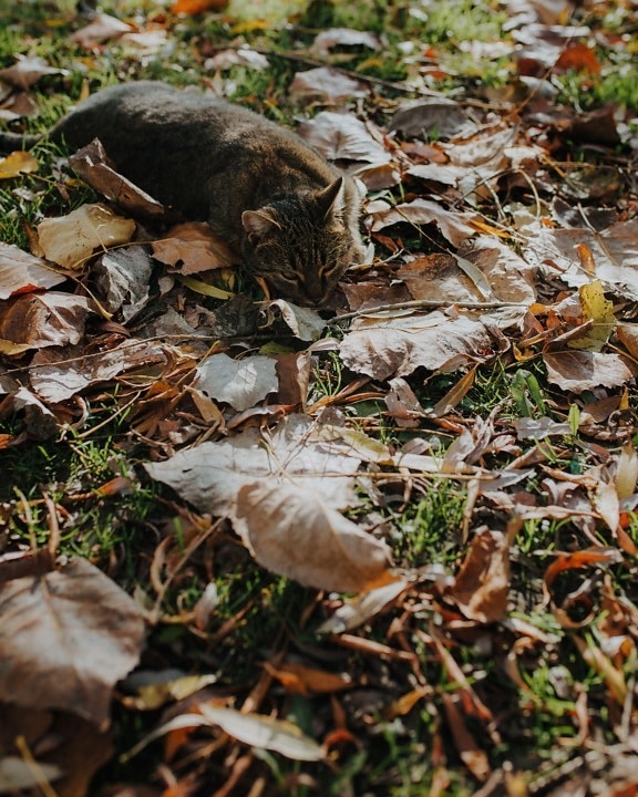 gato rayado, acostada, hojas amarillas, otoño, tierra, relajación, hoja, naturaleza, madera, gato