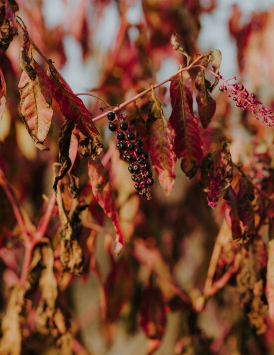semak-semak, musim gugur, Berry, cabang, daun, merah tua, flora, alam, daun, semak