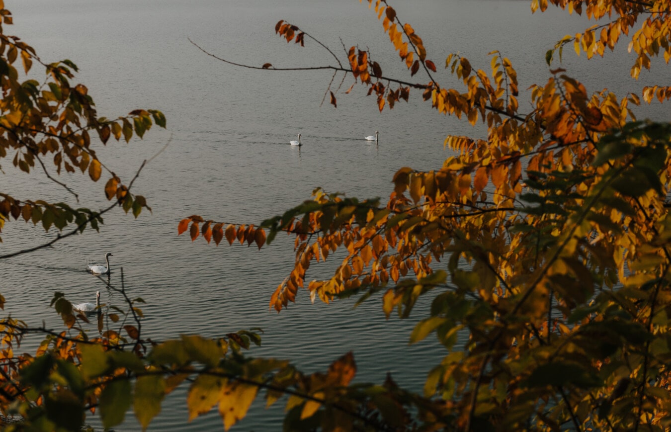 branches, lakeside, autumn, aquatic bird, leaf, tree, water, nature, landscape, color