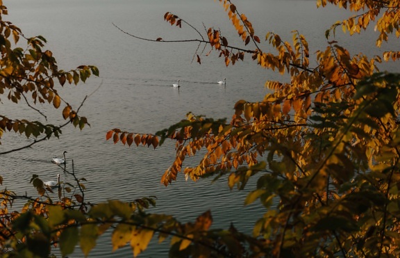 ramas, junto al lago, otoño, aves acuáticas, hoja, árbol, agua, naturaleza, paisaje, color