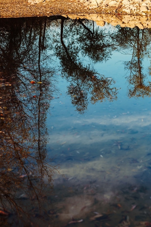 agua, reflexión, junto al lago, contacto directo, nivel de agua, silueta, bosque, naturaleza, paisaje, invierno