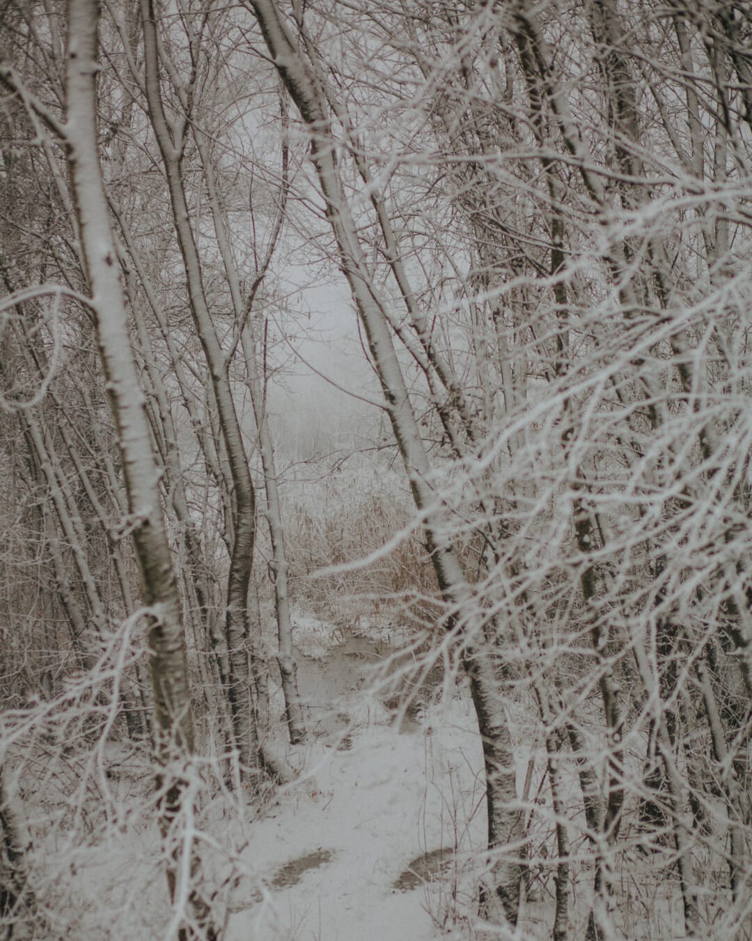 snow, snowy, forest, frost, frozen, branches, tree, landscape, winter, wood