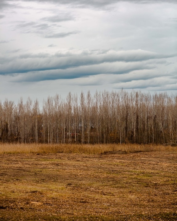 steppe, forest, distance, trees, autumn, tree, nature, land, landscape, wood