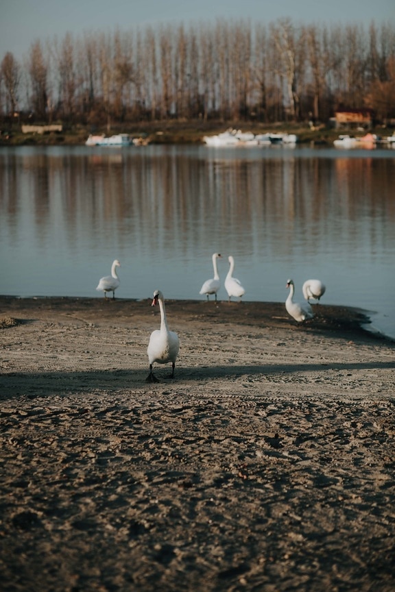 swan, bird family, beachfront, aquatic bird, water, bird, lake, nature, outdoors, beach