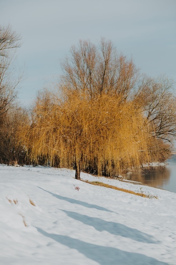 Winter, Tag, sonnig, Flussufer, Schnee, Fluss, direkt am Strand, Bäume, Holz, Frost