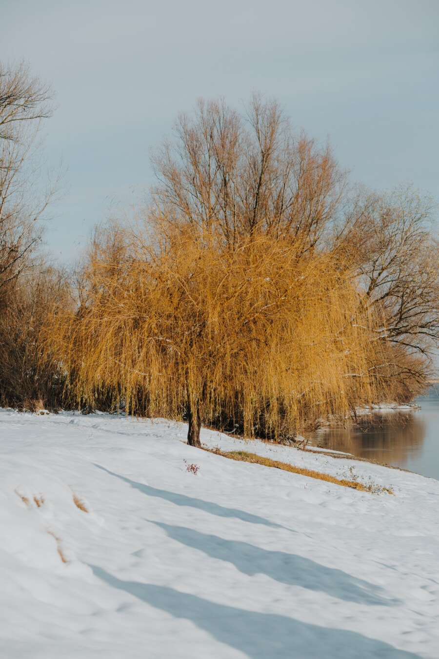 зимни, ден, Слънчев, реката, сняг, река, първа линия, дървета, дървен материал, скреж