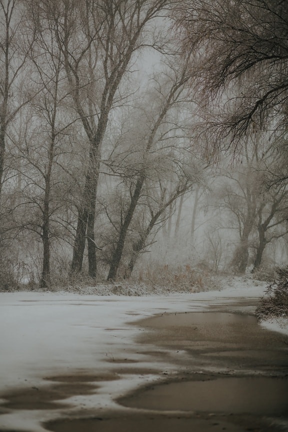 snowflakes, snowstorm, wilderness, forest, wetland, ice, tree, snow, cold, mist