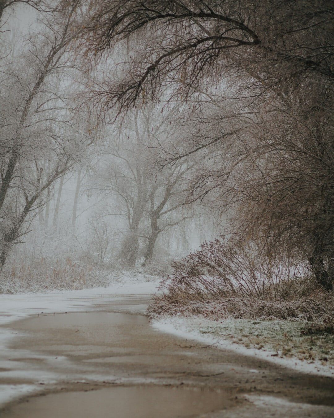 森の小道, 冬, 泥, 雪が降る, 道路, 森林歩道, 林道, 冷たい水, 雪の結晶, ツリー
