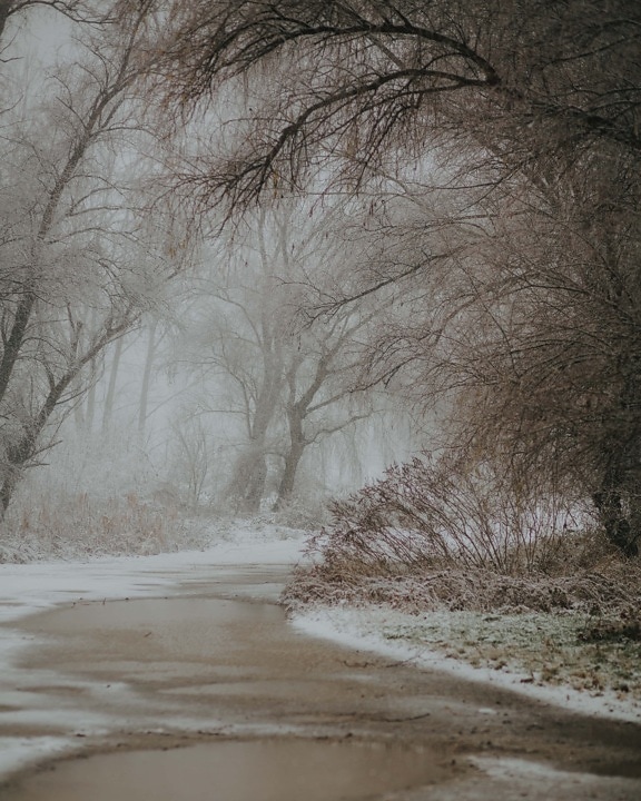 เส้นทางเดินป่า, หนาว, โคลน, หิมะ, ถนน, เส้นทางเดินป่า, ถนนป่า, น้ำเย็น, เกล็ดหิมะ, ต้นไม้