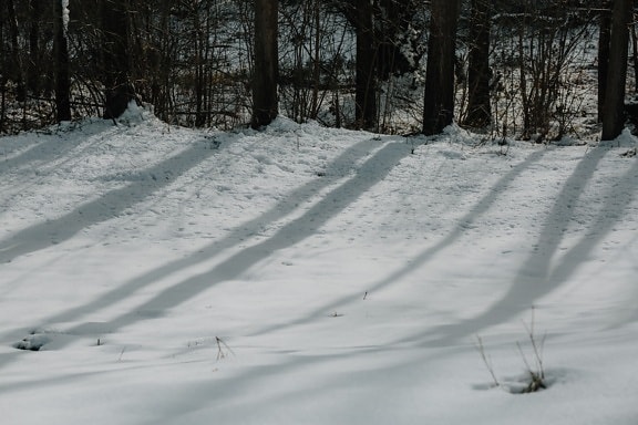 sombra, silueta, nieve, bosque, retroiluminada, árboles, escarcha, pendiente, paisaje, invierno