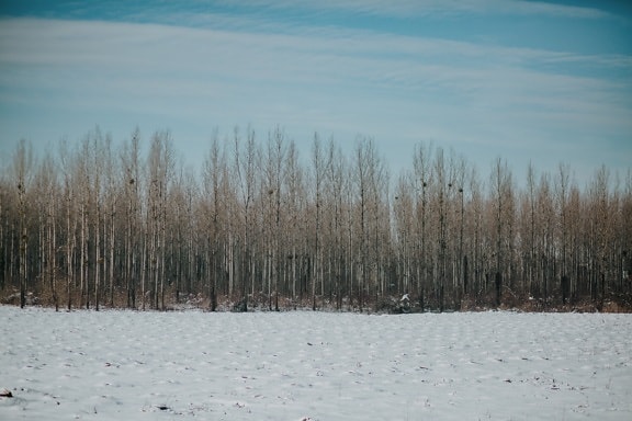 skogen, fältet, vinter, kalla, snöig, snö, frost, Väder, träd, träd