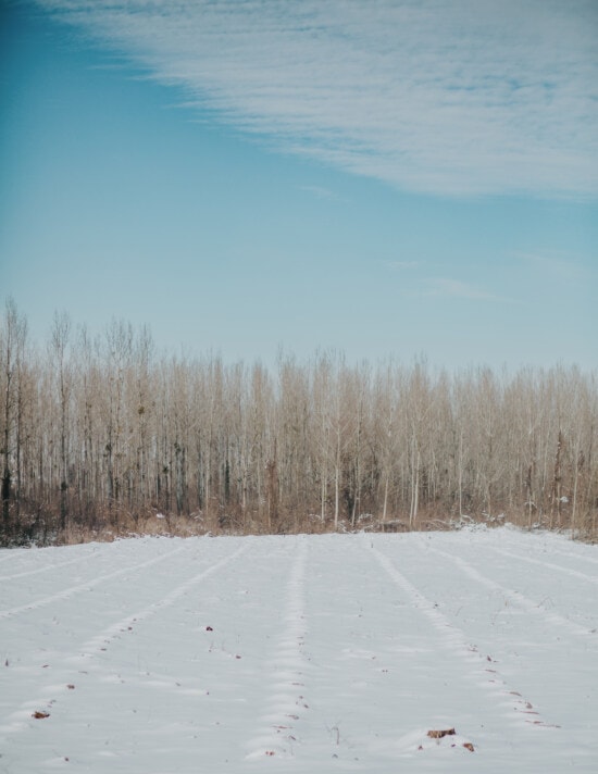 field, winter, snowy, agricultural, tree, snow, frost, forest, trees, landscape