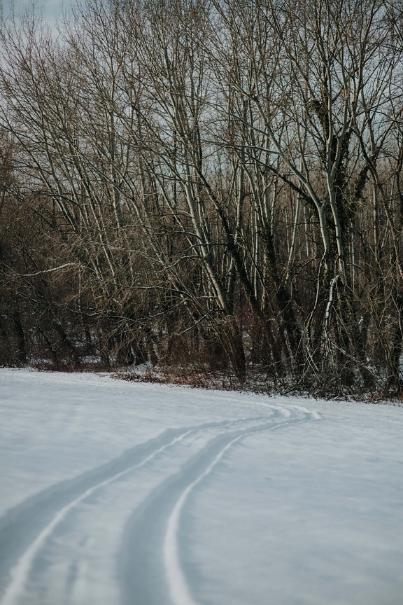 森の小道, 森林歩道, 冬, 霜, 雪が降る, 雪, ツリー, 冷, 天気, ランドス ケープ