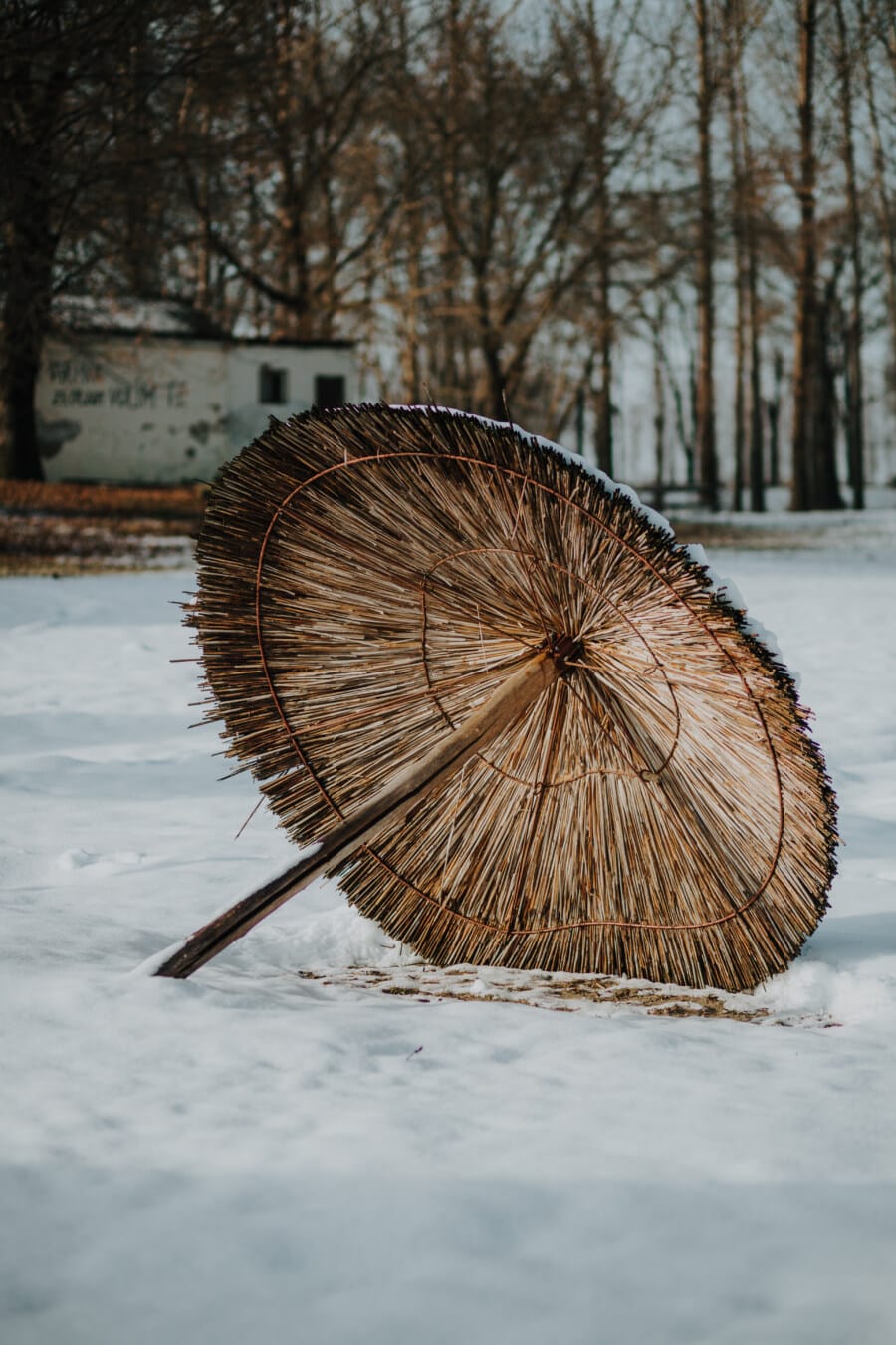 winter, beach, parasol, climate, cold, snowy, snow, nature, wood, outdoors