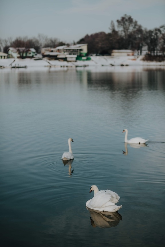 swan, swimming, flock, winter, cold water, snow, bird, water, lake, nature