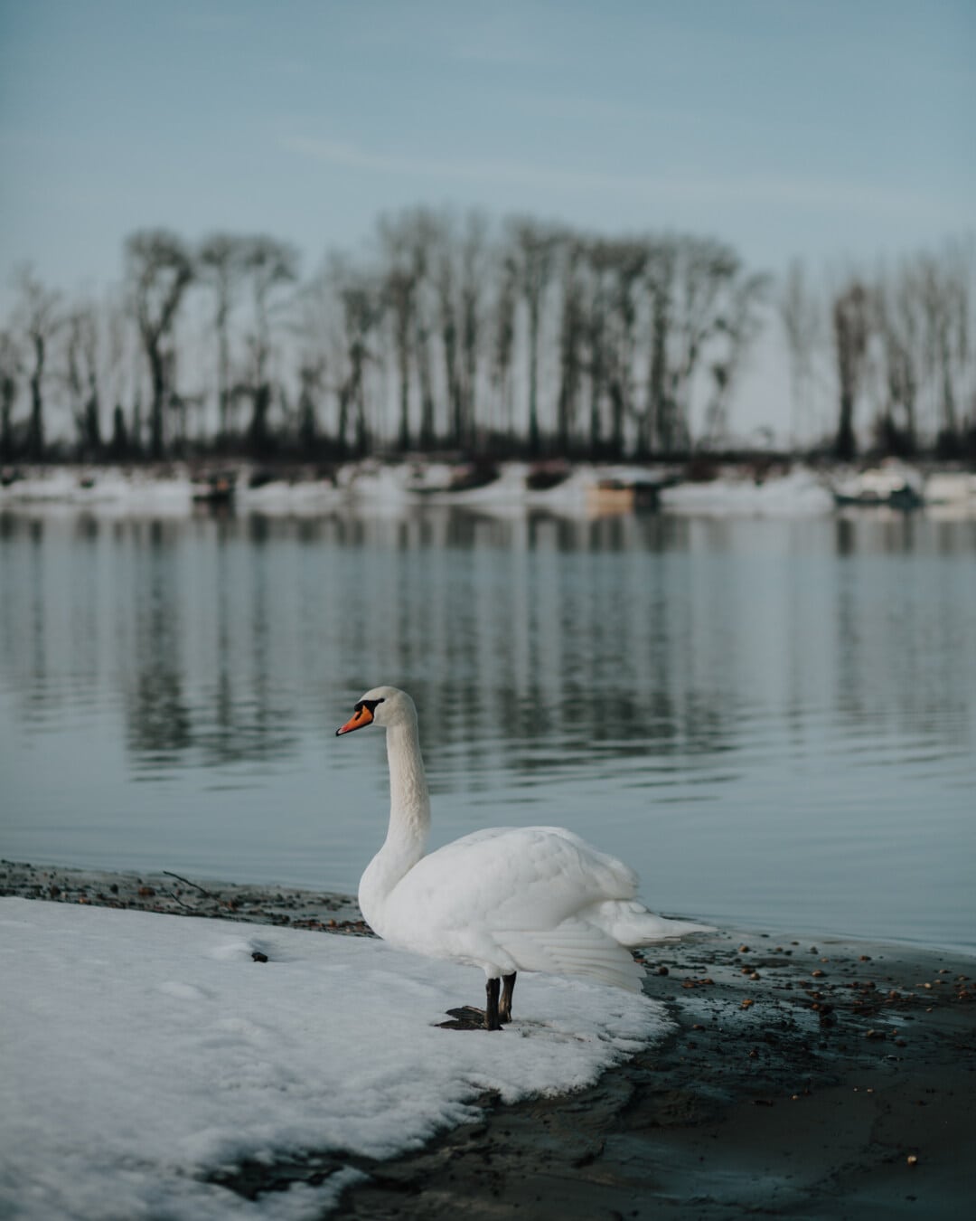 standing, side view, swan, lakeside, winter, snowy, coast, waterfowl, bird, lake