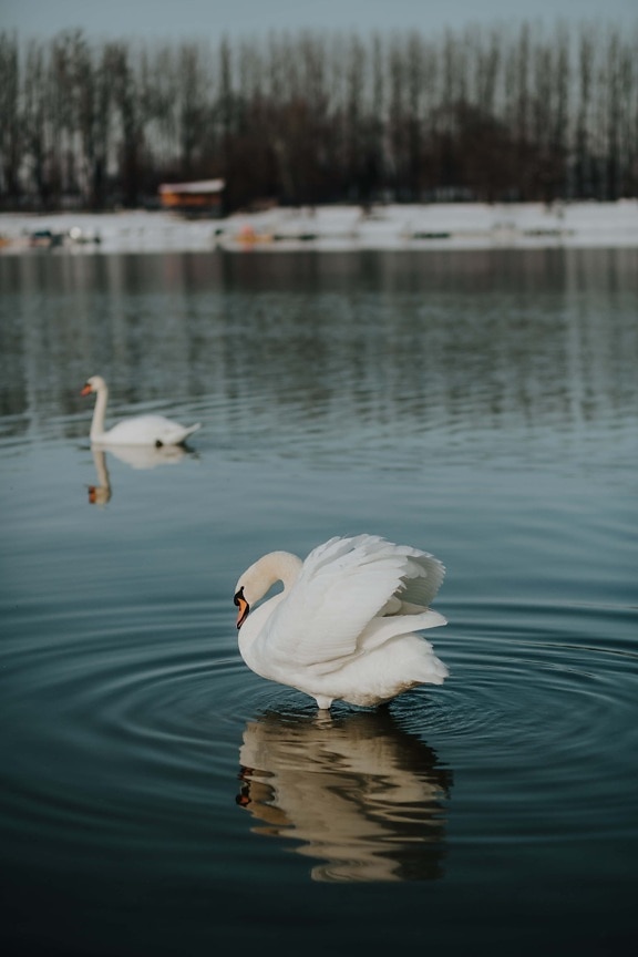 majestic, swan, wings, water, reflection, bird, lake, nature, aquatic bird, waterfowl