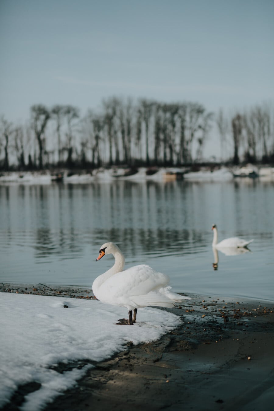 beautiful, bird, swan, landscape, winter, snowy, water, aquatic bird, lake, snow