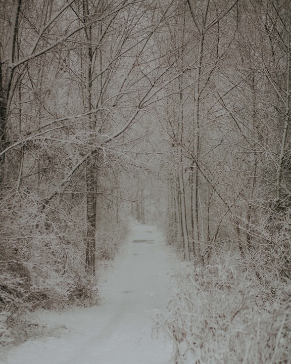 lesní cesta, zasněžené, pěšina, mlha, zimní, les, stromy, sníh, dřevo, krajina