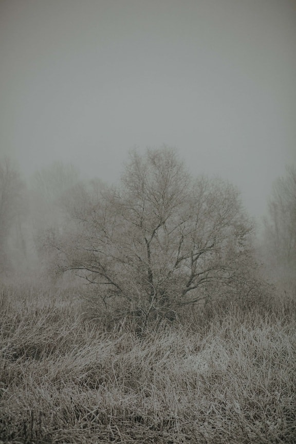 mgła, zimowe, rano, drzewa, śnieg, mgła, drzewo, krajobraz, monochromatyczne, natura