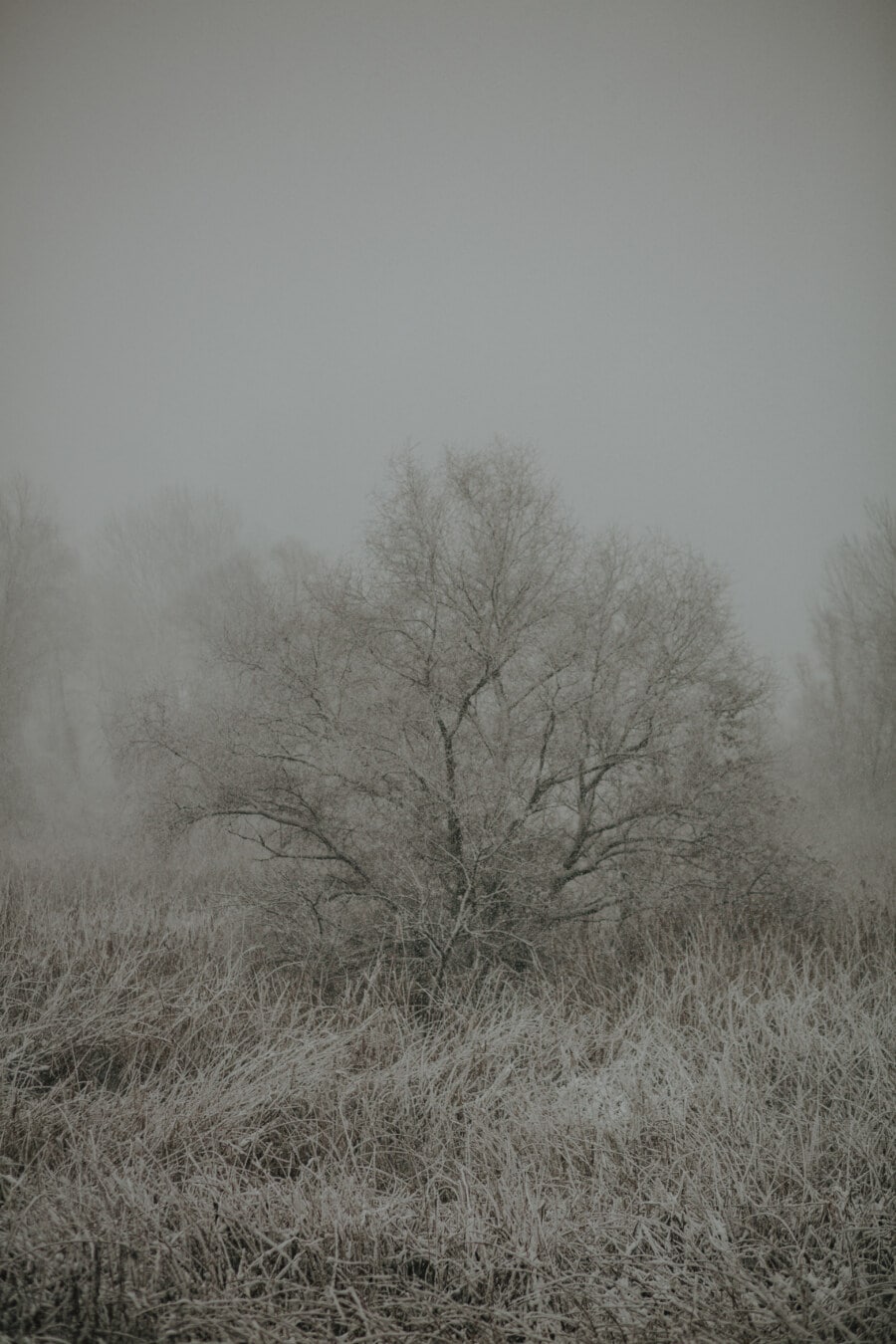 Nebel, Winter, Morgen, Bäume, Schnee, Nebel, Struktur, Landschaft, Monochrom, Natur