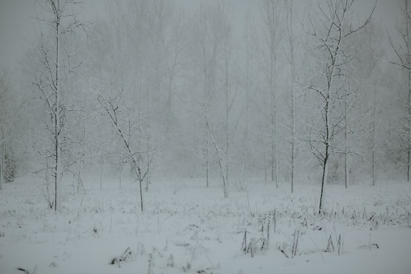hó, téli, köd, reggel, erdő, jég, kristály, fa, fagy, Időjárás