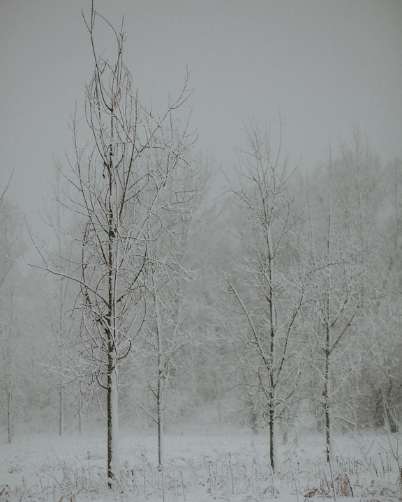 mlha, zimní, sníh, les, mlha, sněhová bouře, mlha, počasí, chlad, krajina