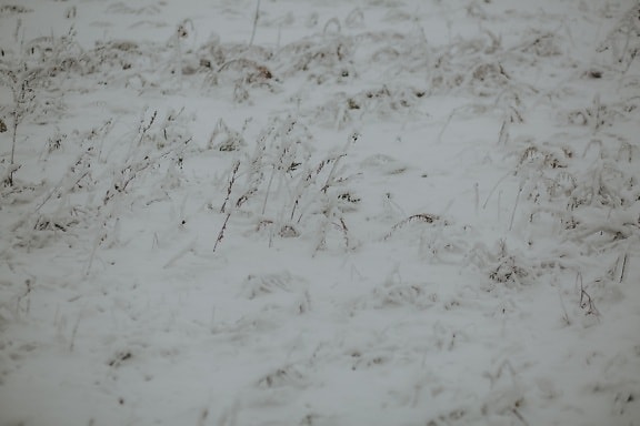 grass, snowy, winter, snow, nature, cold, frost, ice, surface, grunge