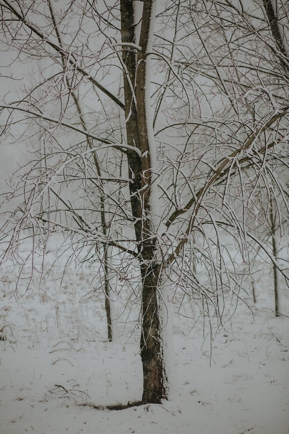 сніжно, дерево, гілки, сніг, холодної, іній, погода, ліс, відділення, краєвид