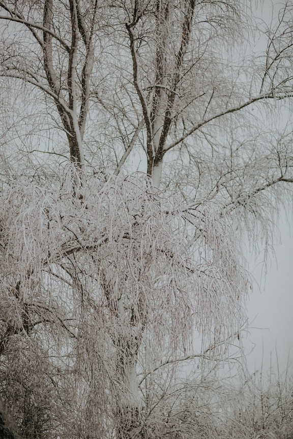 작은 가지, 눈 덮인, 분기, 겨울, 눈송이, 풍경, 위엄 있는, 날씨, 감기, 눈