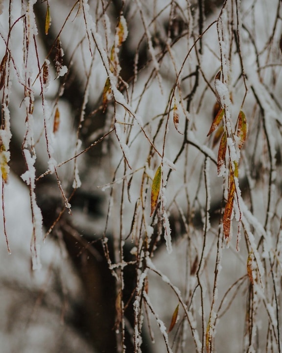 葉, 枝, 冷ややかです, 葉, 小枝, 小枝, 冬, 雪, フォレスト, バーチ
